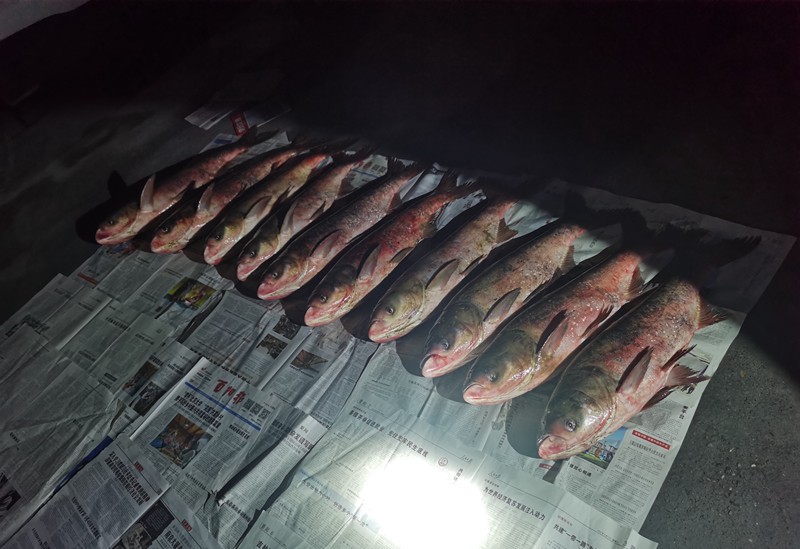 被查獲的漁獲物14尾花鰱。市農業綜合行政執法總隊供圖