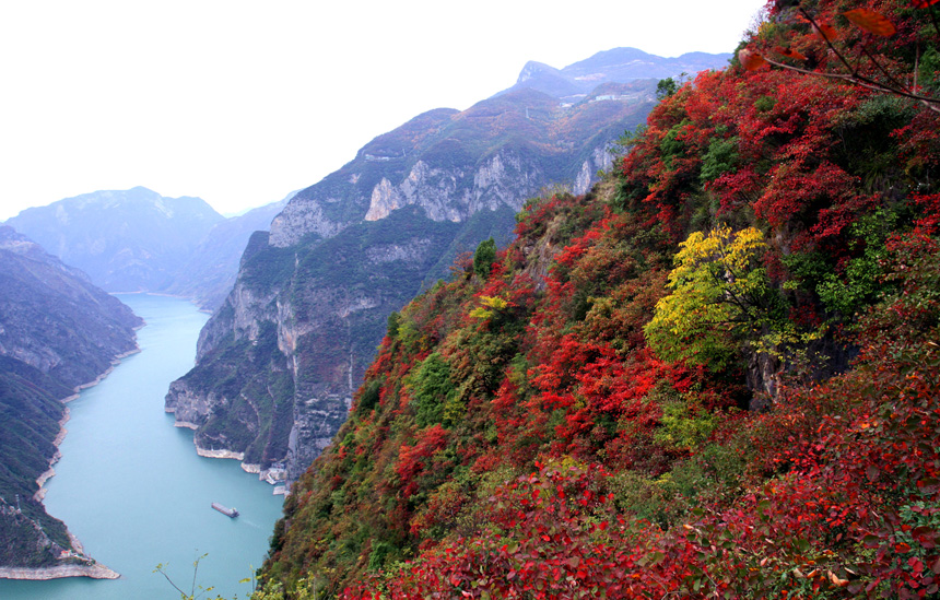 巫山紅葉進入最佳觀賞期。盧先慶攝