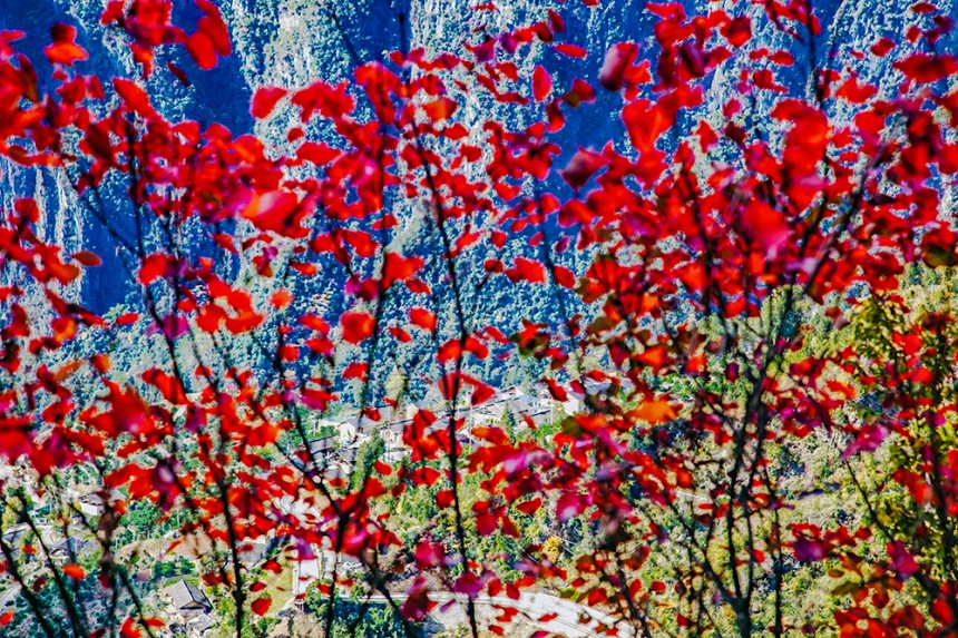 巫峽神女景區的紅葉景觀。馬正倫攝
