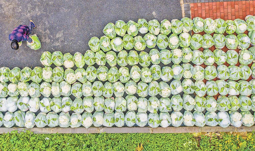 打包 23日，天險洞村村民將蔬菜分裝在一個個塑料袋里。