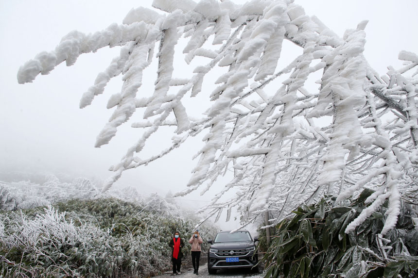 行人在重慶市黔江國家森林公園馬喇鎮灰千梁子景區觀賞霧凇。楊敏攝