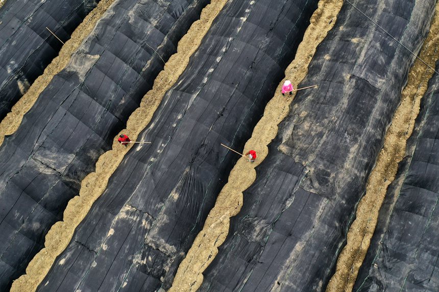 南溪村羊肚菌種植基地。楊敏攝
