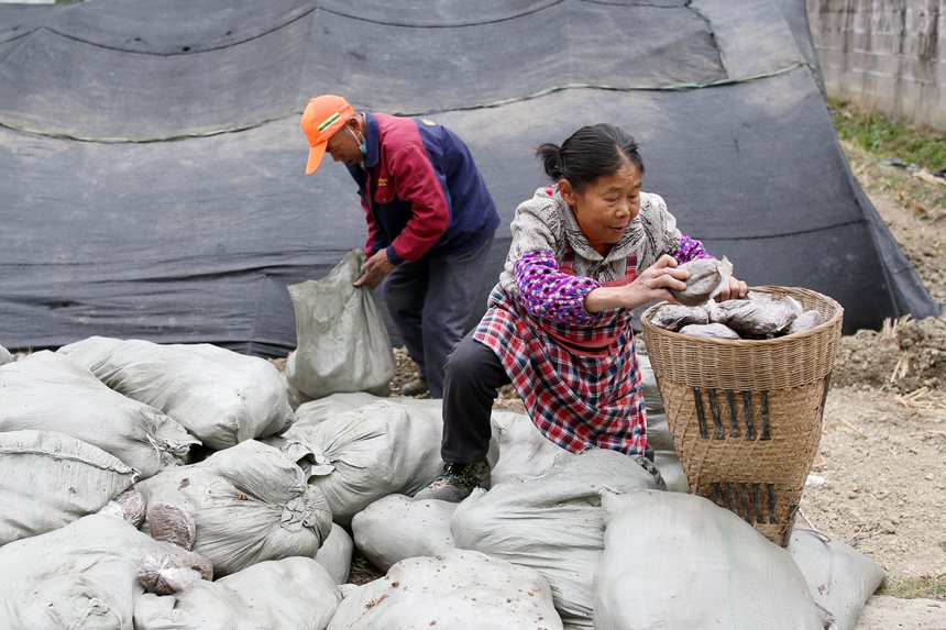村民在背運羊肚菌營養包。楊敏攝