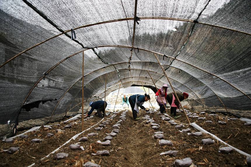 村民在擺放羊肚菌營養包。楊敏攝