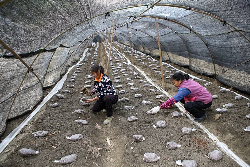 村民在擺放羊肚菌營養包。楊敏攝