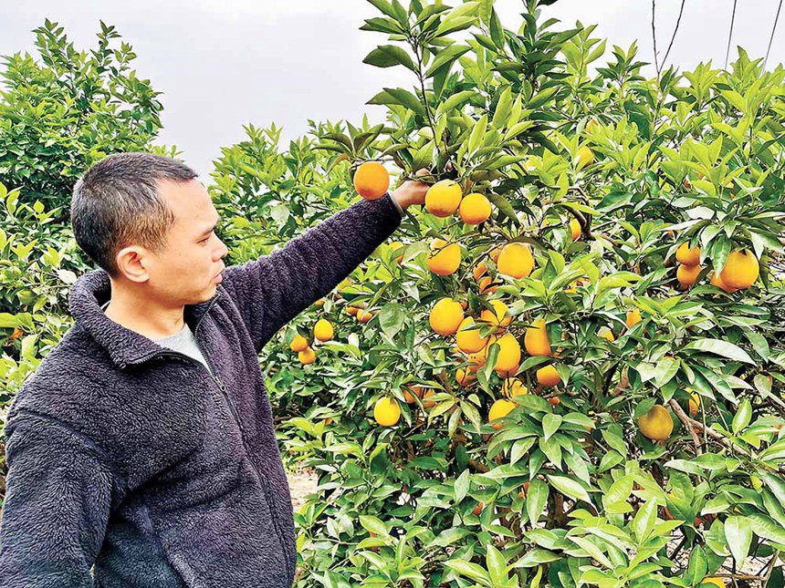 睦和村村民李偉正在果園檢查臍橙成熟度。記者 栗園園 攝\視覺重慶