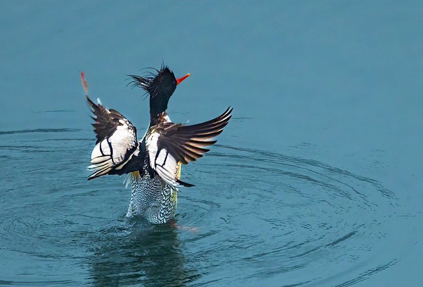 中華秋沙鴨翩躚起舞。魏若谷攝
