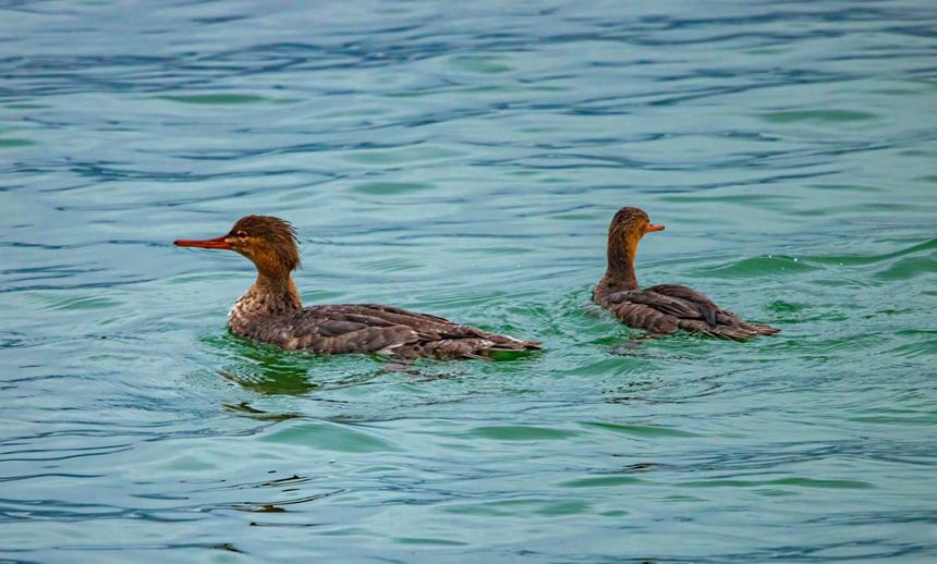紅胸秋沙鴨。魏若谷攝