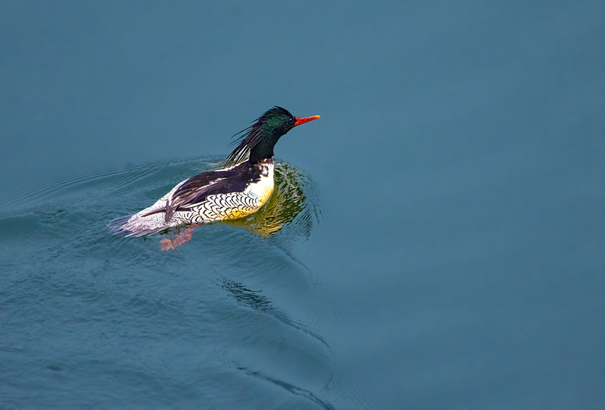 中華秋沙鴨水中暢游。魏若谷攝