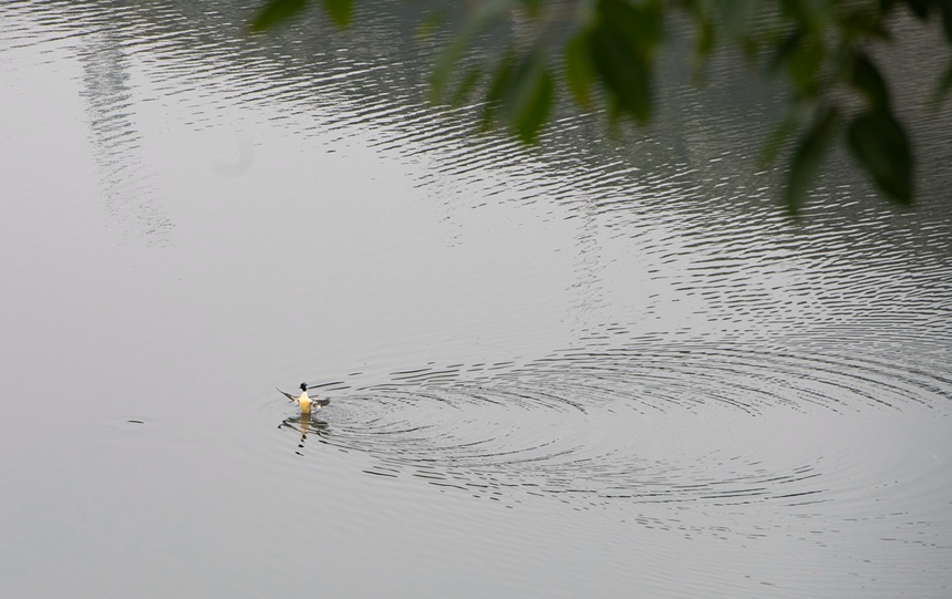 中華秋沙鴨在天仙湖面“游玩”。冉孟軍攝