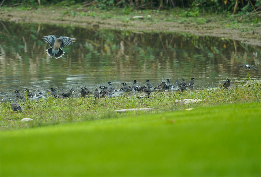 候鳥在島上的灘涂、草地和淺水區覓食嬉戲。郭旭攝