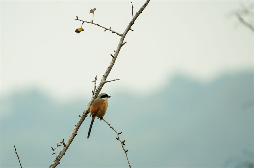 候鳥棲息枝頭。郭旭攝