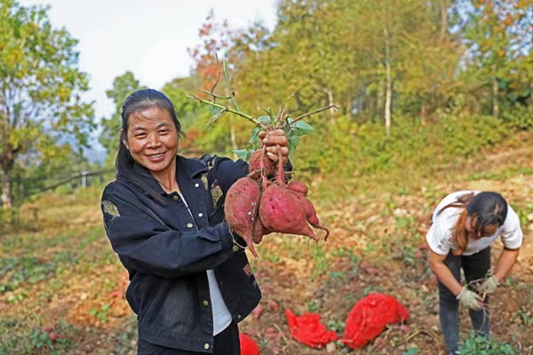 村民正在紅薯種植基地忙碌著采挖紅薯。趙勇攝