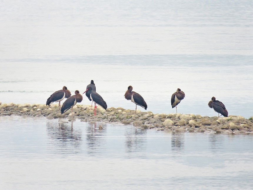自然保護區內，黑鸛正在嬉戲覓食。（市林業局供圖）