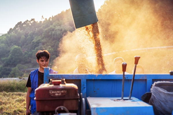 惠民街道勝天村智慧糧油基地喜獲豐收。周永富攝