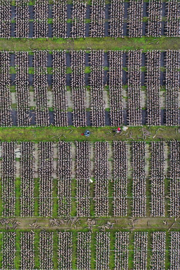 黔江區石會鎮食用菌種植基地，工作人員在觀察全桑枝黑木耳的生長情況。楊敏攝