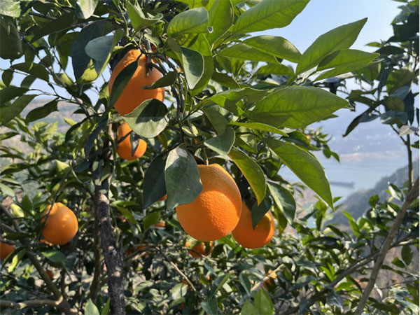 品浪優選合作果園。大龍網供圖