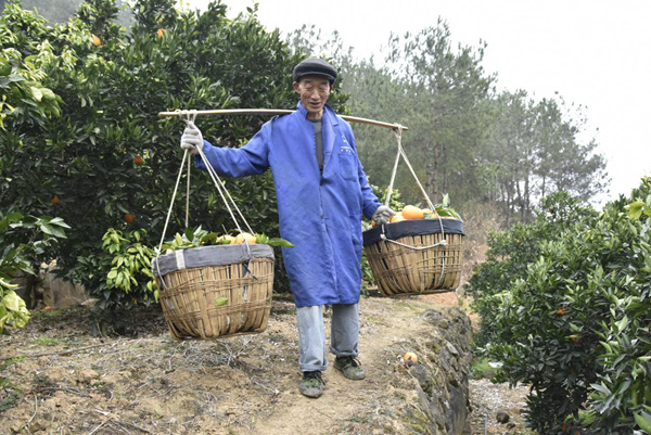 重慶火紅農業科技有限公司的員工正在運送臍橙。王曉婧攝