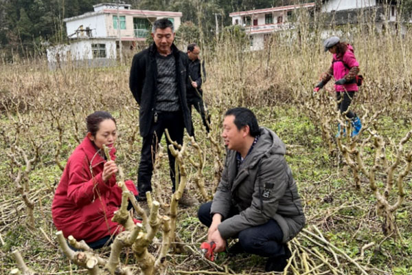 關心產業發展，協助蠶桑大戶管理桑園。重慶市第十三人民醫院供圖