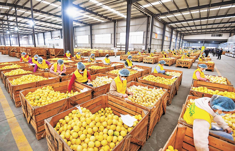 潼南區，檸檬加工企業生產線上，工人正在忙碌。記者 鄭宇 攝/視覺重慶