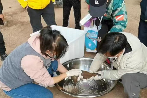 相關工作人員對娃娃魚進行健康檢查。萬州區委宣傳部供圖