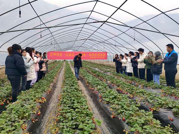 致富帶頭人講授草莓種植技術。沙坪壩區委組織部供圖