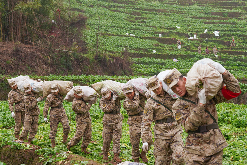 2月9日，在重慶涪陵區百勝鎮齊曲村，武警重慶總隊執勤第四支隊官兵正在幫助村民搶收青菜頭。曹偉攝