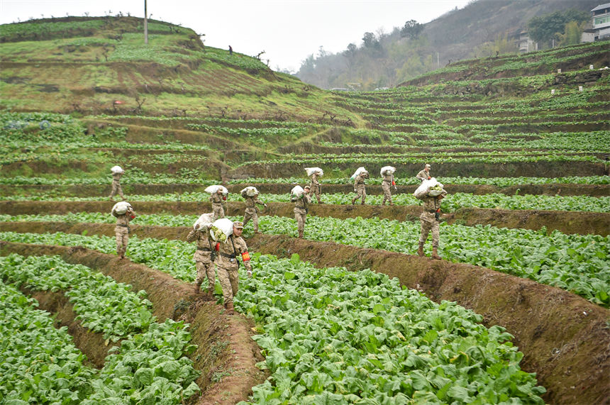 2月9日，在重慶涪陵區百勝鎮齊曲村，武警重慶總隊執勤第四支隊官兵正在幫助村民搶收青菜頭。唐志勇攝 