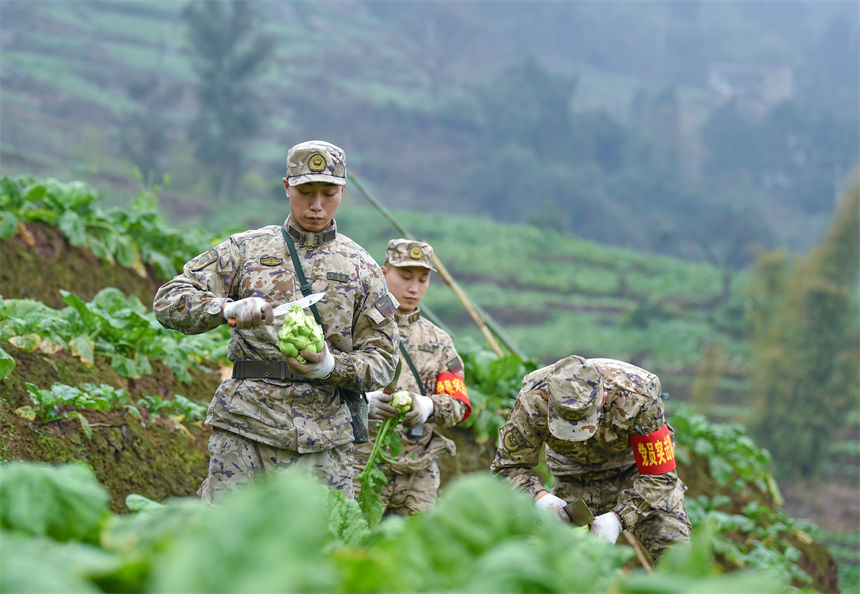 2月9日，在重慶涪陵區百勝鎮齊曲村，武警重慶總隊執勤第四支隊官兵正在幫助村民搶收青菜頭。唐志勇攝
