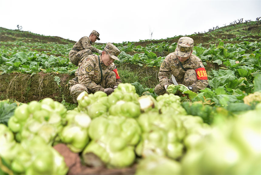 2月9日，在重慶涪陵區百勝鎮齊曲村，武警重慶總隊執勤第四支隊官兵正在幫助村民搶收青菜頭。唐志勇攝