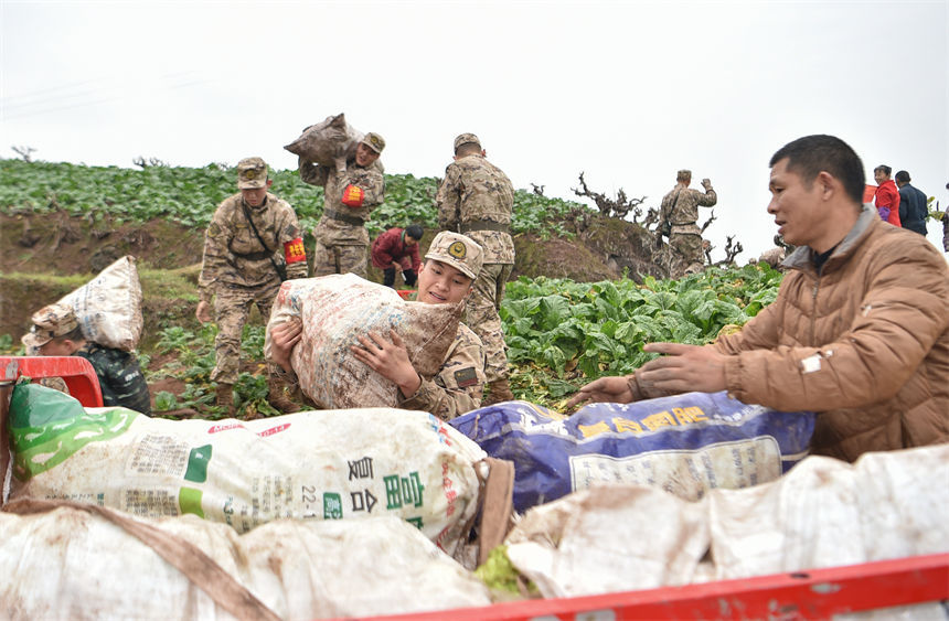 2月9日，在重慶涪陵區百勝鎮齊曲村，武警重慶總隊執勤第四支隊官兵正在幫助村民搶收青菜頭。唐志勇攝