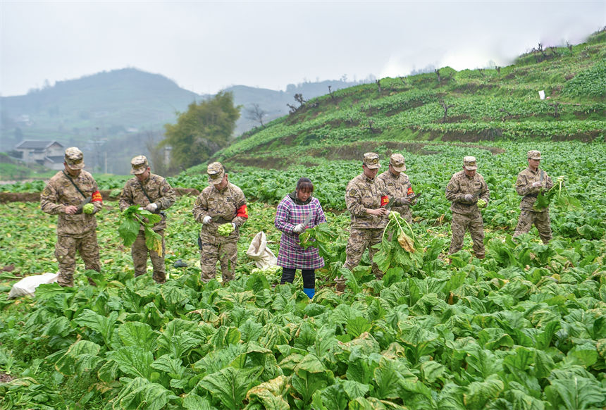 2月9日，在重慶涪陵區百勝鎮齊曲村，武警重慶總隊執勤第四支隊官兵正在幫助村民搶收青菜頭。唐志勇攝