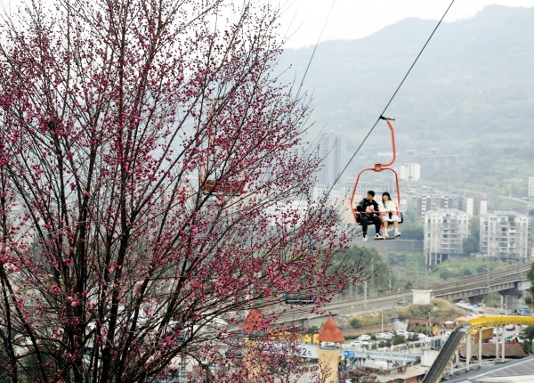 游客坐索道賞花踏青。景區供圖