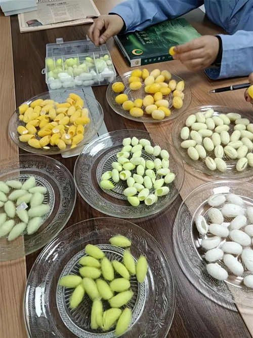 西南大學家蠶團隊育出的彩繭。西南大學供圖