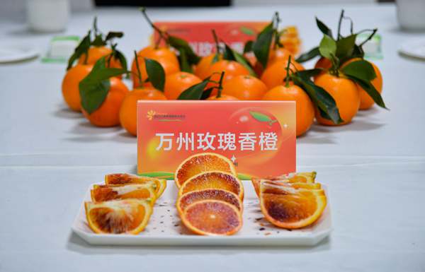 口感、品相俱佳的萬州玫瑰香橙。付作橋攝