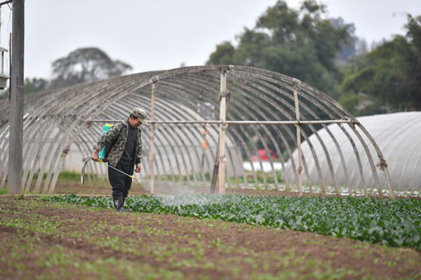 九龍坡田間地頭呈現出一片忙碌的春耕春播景象。周邦靜攝