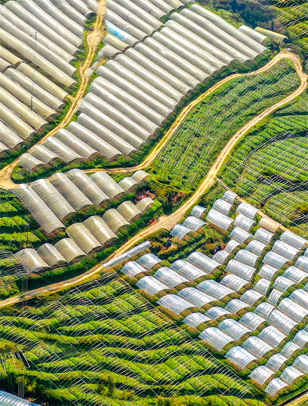 俯瞰黑山鎮南門村大棚獼猴桃、瓜果基地，綠意盎然生機勃勃。曹永龍攝