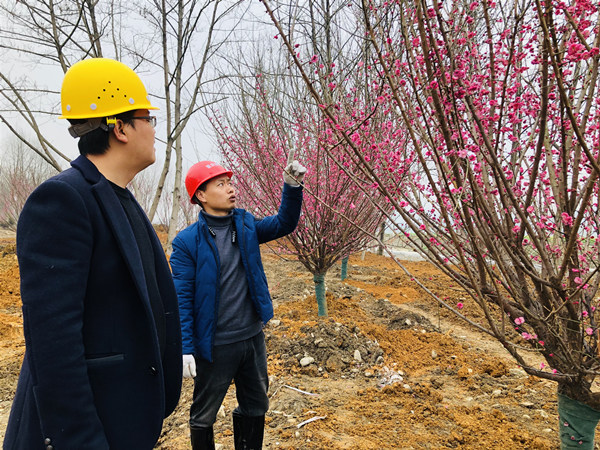 相關負責人正在檢查喬木種植情況。楊帆攝