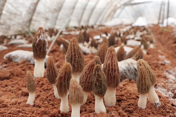 菌棚里羊肚菌破土而出。黔江區委宣傳部供圖