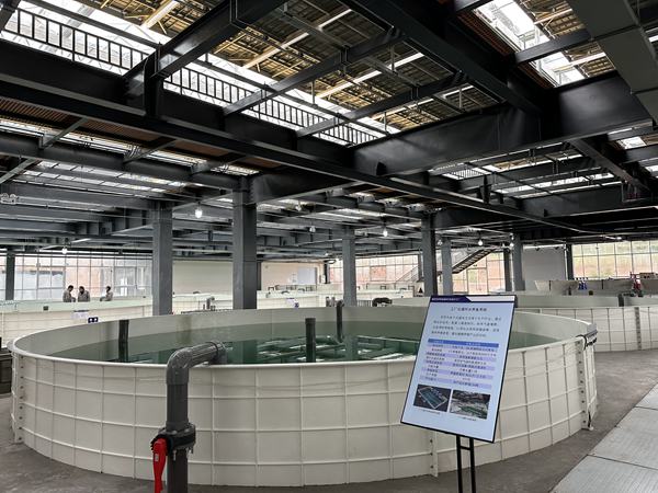 養殖池內魚兒游弋。黃亞輝攝