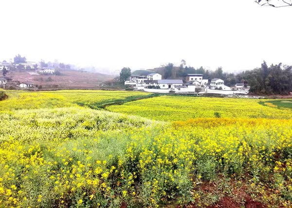 秀麗鄉村美如畫 多彩油菜花似海。徐雯瑄攝