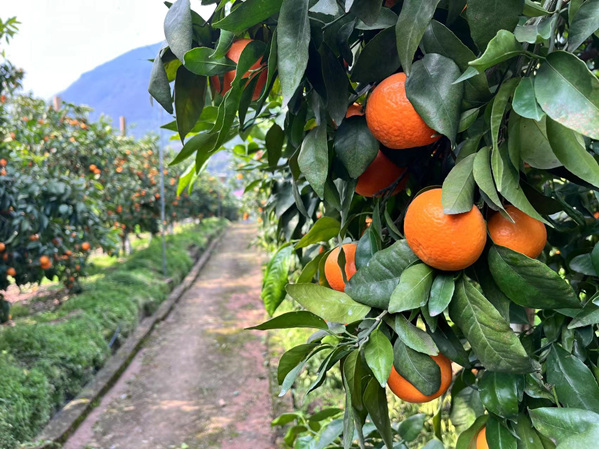 果園里一顆顆金黃色的沃柑掛滿枝頭。蔣海濤攝