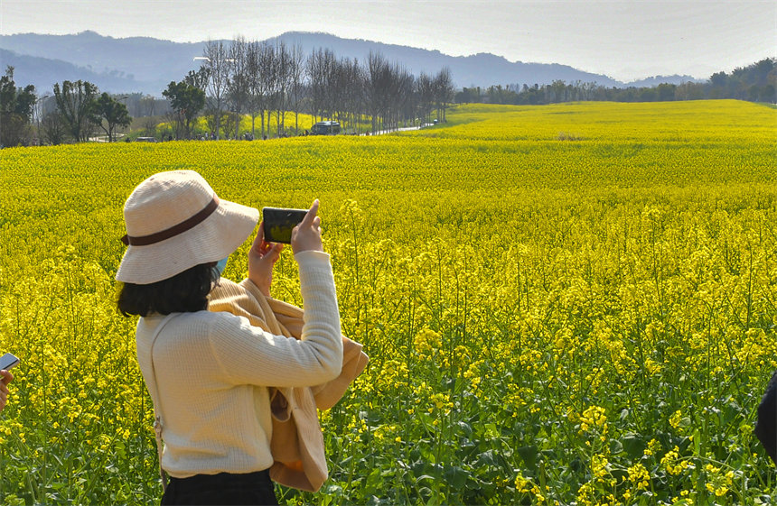 市民在油菜花中拍照打卡。崔景印攝