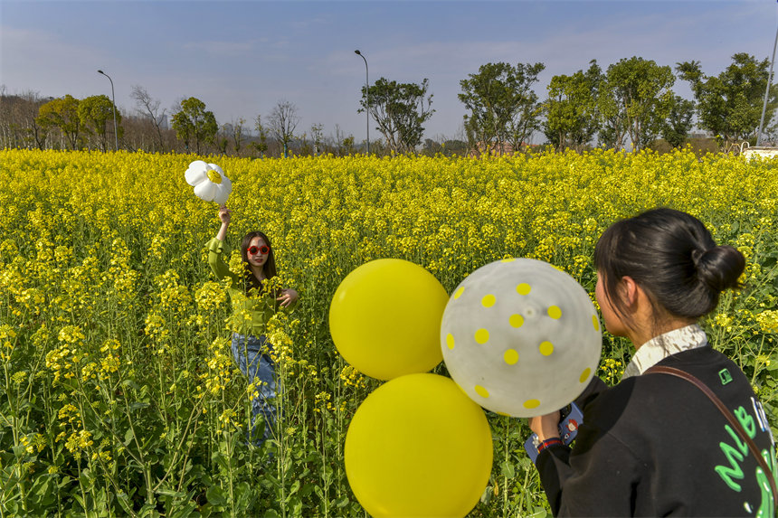 市民在油菜花中拍照打卡。崔景印攝
