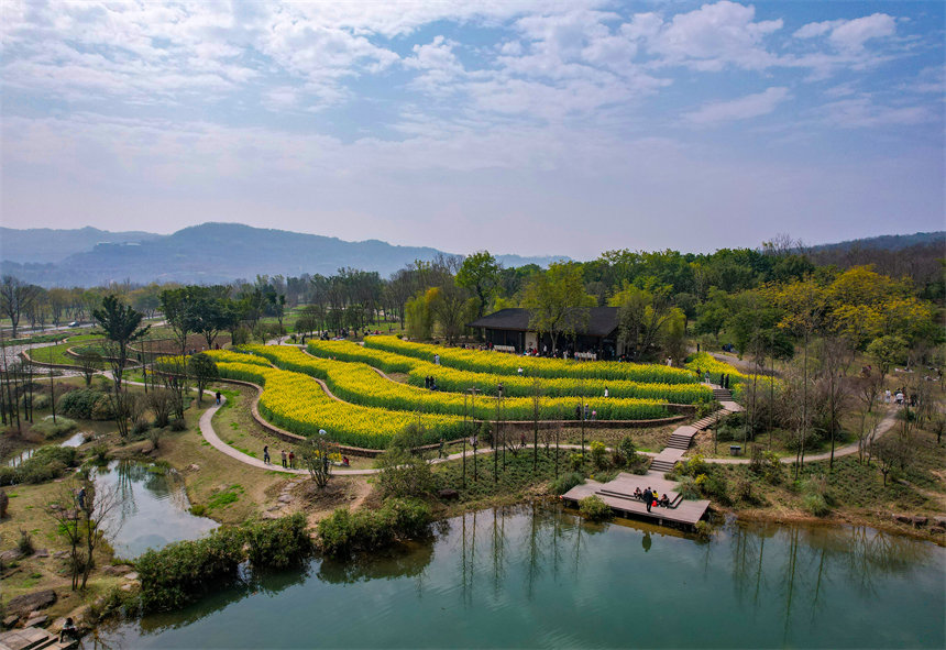 油菜花梯田組成春的五線譜。崔景印攝