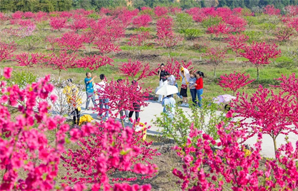 金田桃花扮靚春日。劉紀湄攝