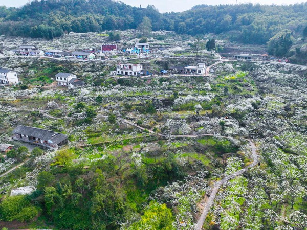 大足李花?；顒臃焦﹫D