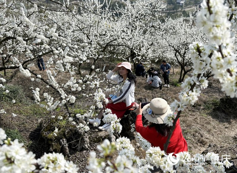 市民在李花林中游玩。人民網 劉政寧攝