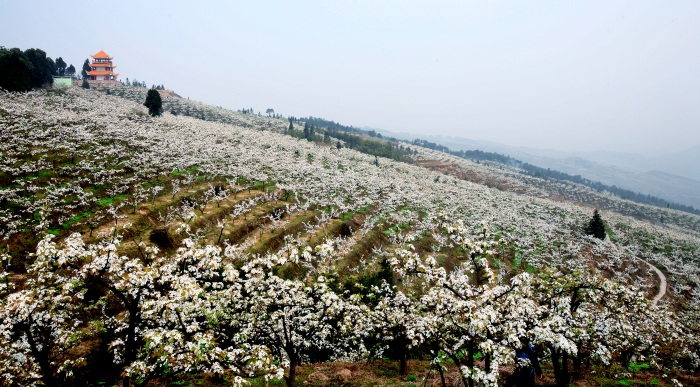 往年放牛坪梨花盛開場景。茨竹鎮供圖