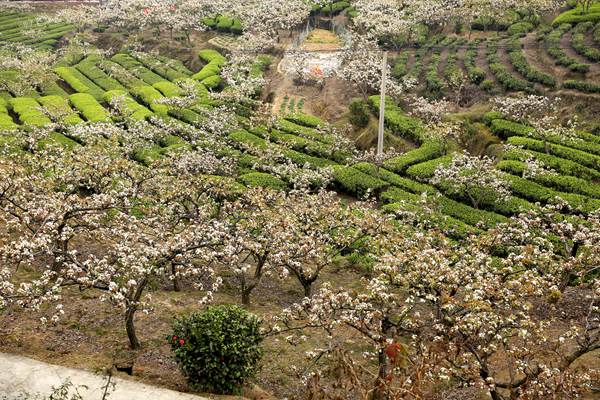 梨花映茶美景。璧山區委宣傳部供圖